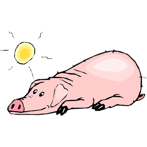 Pig Sunbathing