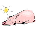Pig Sunbathing