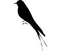 uccello profilo 02 archi 01