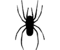 Spider 03
