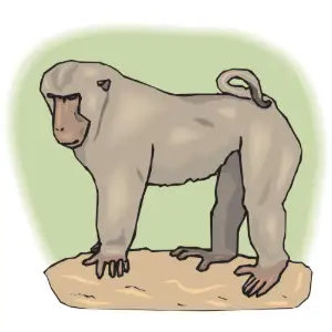 Baboon Clipart