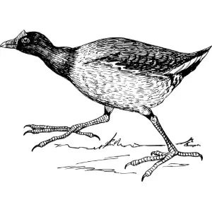 gallinule Clipart