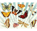 Butterflies And Dragonflies