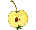 Half-apple (detailed)