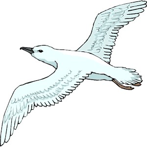 Seagull 19