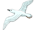 Seagull 19