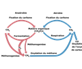 cycle biologic of carbon