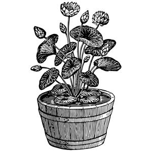 Potted plant 10
