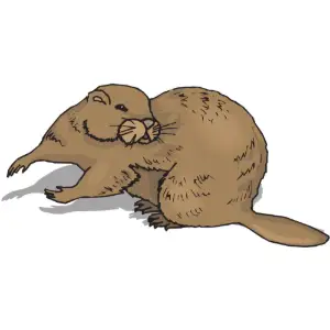 Beaver Clipart