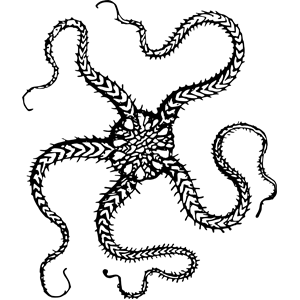 Serpent starfish clipart, cliparts of Serpent starfish free download ...