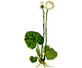 Coltsfoot (detailed)