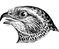 Bird's Head