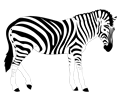 Realistic Zebra Illustration