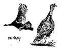 Two Turkey Birds