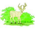 Deer 12