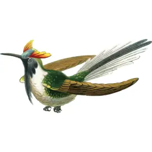 Bird Clipart