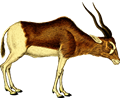 Antelope 2 (isolated)