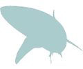 Shark 6