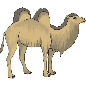 Animal, Camel