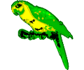 Parrot 03
