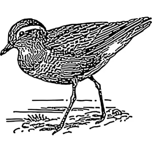 dotterel Clipart
