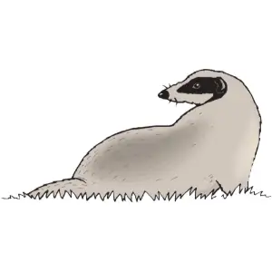 Badger Clipart