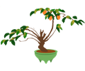 Persimmon bonsai tree