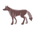 wolf brown