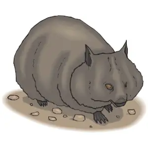 Cavy Clipart