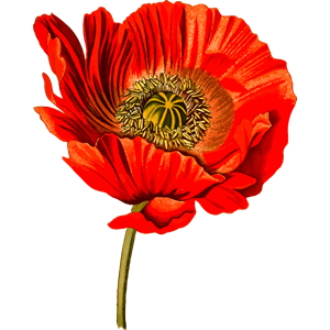 Opium poppy 2 (detailed)