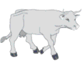 Cow 08