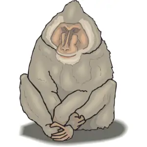 Baboon Clipart