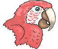 Macaw - Head