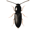 beetle (cardiophorus)