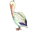 Pelican 08