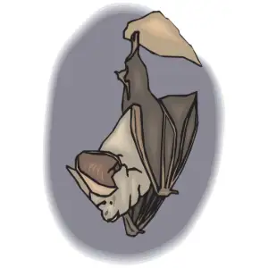 Bat Clipart