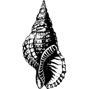 Sea shell 27