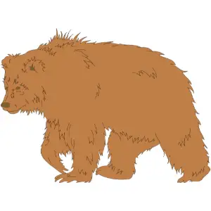 Bear Clipart