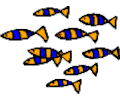 Fish Sardines