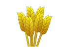 Wheat Yellow