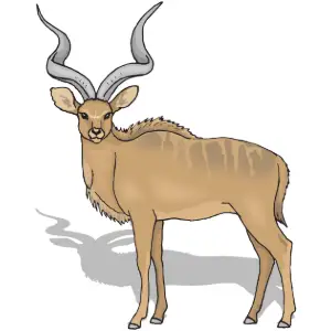 Animal, Antelope