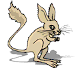 Kangaroo Rat