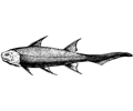 Diplocanthus