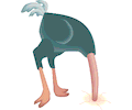 Ostrich Head Out of Sand