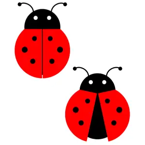 Animal, Beetle, Ladybug