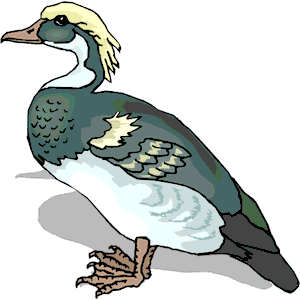 Duck 52