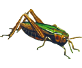 Common green grasshopper (isolated)