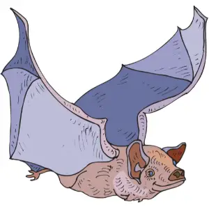 Bat Clipart