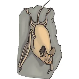 Bat Clipart