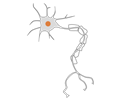 simple neuron